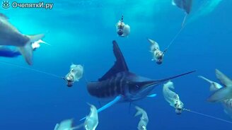 Рыба-меч гонится за приманкой - смотреть видео (0:41)