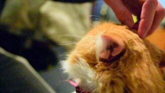 Звонкое кошачье мурчание - смотреть видео (0:44)