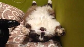 Кот к верху ногами - смотреть видео (0:15)