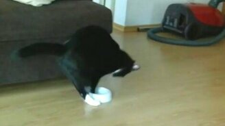 Кот настойчиво просит еды - смотреть видео (0:20)