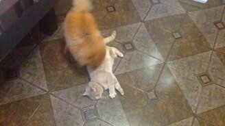 Пёс борется с кошкой - смотреть видео (2:03)