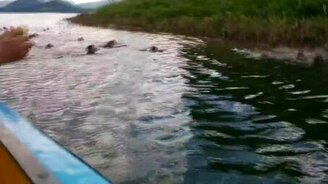 Обезьяны-пираты - смотреть видео (2:04)