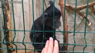 Обезьяна грабит туриста - смотреть видео (0:25)