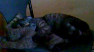 Кошка и шерстяные носки - смотреть видео (1:45)