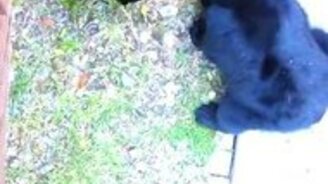 Авто надо закрывать, а то мишка зайдёт - смотреть видео (1:16)