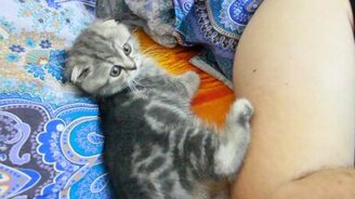 Просто милый серый шотландец - смотреть видео (4:03)