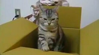 Кот и азбука Морзе - смотреть видео (0:40)