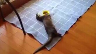 Объевшаяся выдра - смотреть видео (1:14)