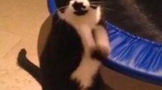 Кот молится или попрошайничает? - смотреть видео (0:12)