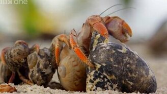 Раки примеряют раковину - смотреть видео (3:19)