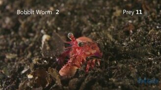 Морская Афродита - смотреть видео (2:45)