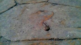 Муравьи тащат ящерицу - смотреть видео (0:26)