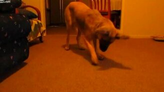 Щенок-подросток против жука - смотреть видео (0:40)