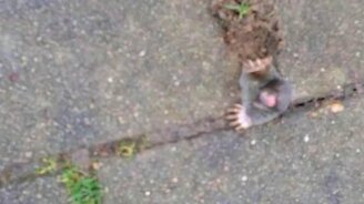 Крот застрял в проходе норки - смотреть видео (0:16)