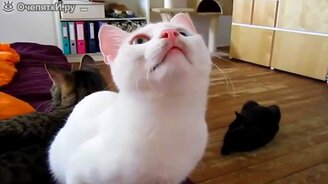 Свежие рейтинговые приколы про животных - смотреть видео (2:48)