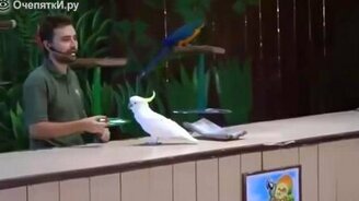 Представление с попугаями - смотреть видео (3:20)