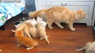 Неудачные прыжки котов - смотреть видео (4:31)