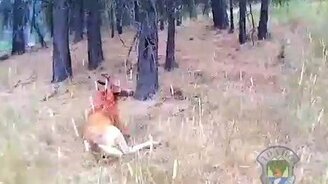 Спас оленя от сетки - смотреть видео (2:26)