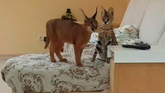 Сервал и каракал за игрой - смотреть видео (3:17)