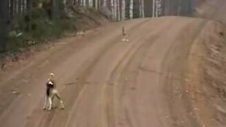 Заяц против охотничьей собаки - смотреть видео (3:26)