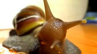 Улитка трапезничает - смотреть видео (0:10)