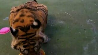 Тигрёнок проголодался... - смотреть видео (0:42)