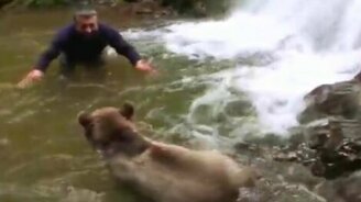 Игры с диким медвежонком - смотреть видео (0:32)