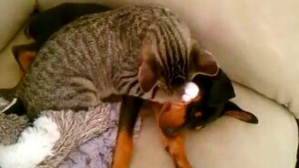 И тебя почищу, и себя почищу - смотреть видео (0:51)