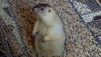 Сурок ныкает носки - смотреть видео (3:19)