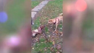 Несдающаяся жадная такса - смотреть видео (0:31)