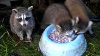 Еда с погружением в неё - смотреть видео (0:49)