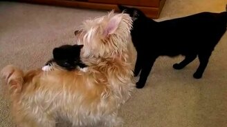 Котёнок-зацепака - смотреть видео (0:25)