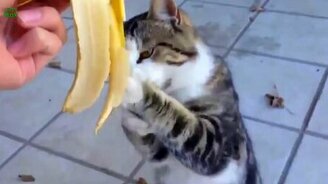 Кошки против бананов и их кожуры - смотреть видео (2:52)
