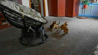 Кот и пёс игриво бесятся - смотреть видео (1:27)