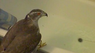 Ястреб-тетеревятник купается - смотреть видео (11:36)