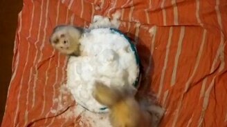 Хорьки бесятся в чашке снега - смотреть видео (1:00)