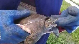 Смешная черепаха с неожиданной шеей - смотреть видео (1:06)