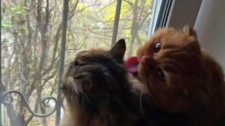 Два милых котика перед окном - смотреть видео (0:39)