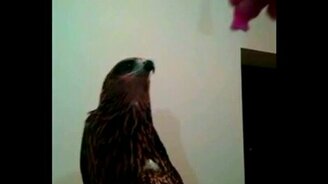 Домашний коршун заслуживает мяско - смотреть видео (0:22)