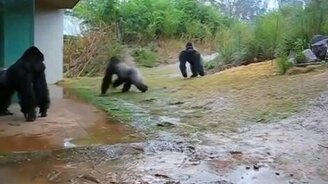 Решил помыть голову? - смотреть видео (0:31)