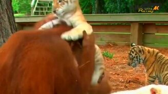 Орангутан нянчит тигрят - смотреть видео (0:37)