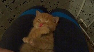 Очень чистоплотный котёнок - смотреть видео (2:58)