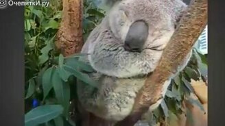 Смешное видео про животных - смотреть видео (5:35)