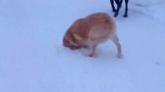 Первый снег для собак - смотреть видео (2:29)