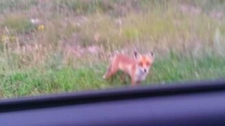 Угостии лисицу батоном - смотреть видео (0:57)