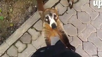 Милейшие непривычные зверушки - смотреть видео (2:13)