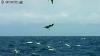 Захватывающая охота на летающую рыбу - смотреть видео (2:18)