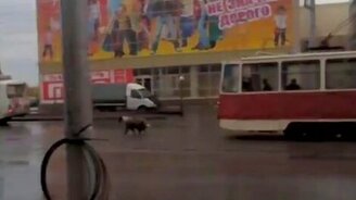 Пёс мешает трамваю - смотреть видео (2:22)