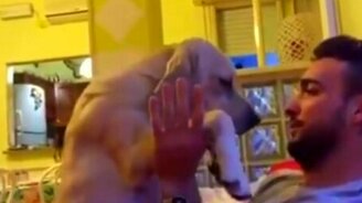 Собака-извиняка - смотреть видео (1:52)