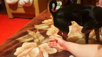 Пёсик против хозяйской руки - смотреть видео (0:44)